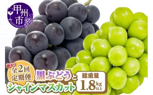 【定期便】訳あり 山梨の黒ぶどうとシャインマスカット全2回【2025年発送】（AGB）B15-875 【わけあり シャインマスカット 葡萄 ぶどう ブドウ 令和7年発送 期間限定 山梨県産 甲州市 フルーツ 果物】