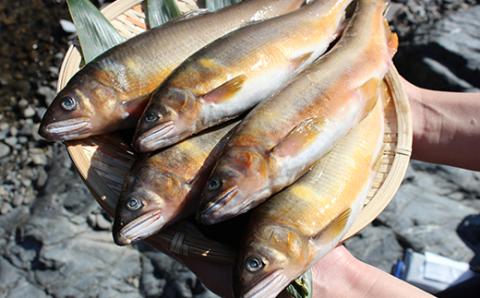 FKP9-365 球磨川の天然鮎 1kg