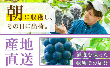 【先行予約：2026年8月中旬より発送】【贈答用】旬の味わいを農家直送で！ピオーネ 1房（約450g）秀品・化粧箱入り 島根県雲南市/ギアファーム[AIAB015]