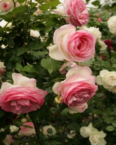 バラ苗鉢植え「ピエールドゥロンサール」 バラ 苗 1鉢 弱い返り咲き 鉢植え 花 ピエールドゥロンサール 6寸鉢 2年生苗 ガーデニング 初心者 母の日 父の日