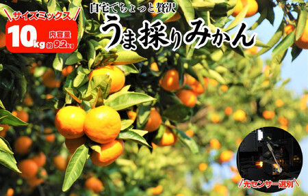 みかん うま採り 箱込約 10kg（内容量9.2kg） 光センサー選別 みかんの会厳選 サイズミックス 和歌山県産 産地直送 【みかんの会】［2025年11月中旬より2026年1月中旬頃順次出荷予定］