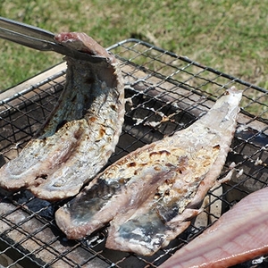 枕崎産 かつおの腹皮 250g×10パック A3−49【配送不可地域：離島】【1166526】