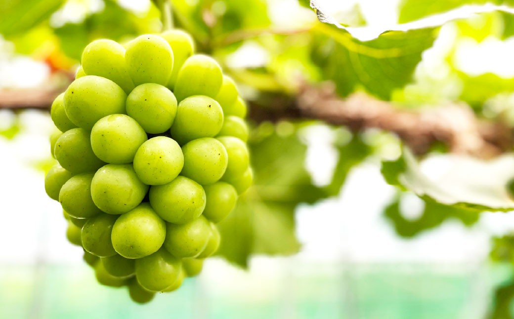 桃 ぶどう 2026年 先行予約 岡山 白桃 5玉とシャイン マスカット 2房 詰合せ 合計2.7kg以上