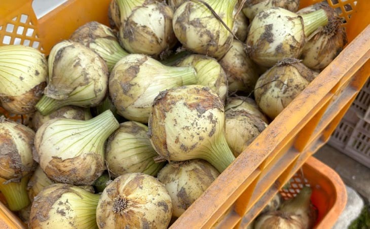 中山さんちから直送　淡路島たまねぎ「新玉」