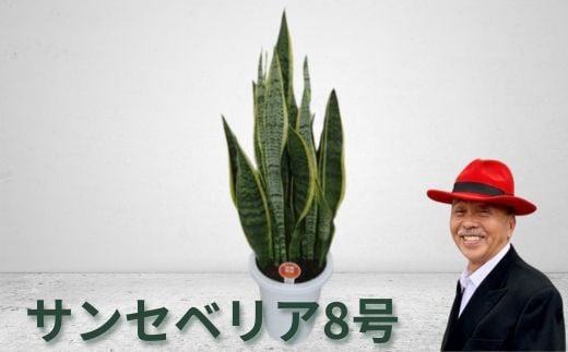 
サンセベリア8号[№5787-0661]
