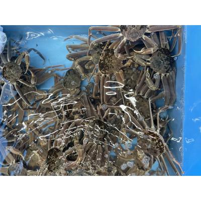 ふるさと納税 岩美町 鳥取県網代産　訳あり松葉がに1kgセット |  | 01