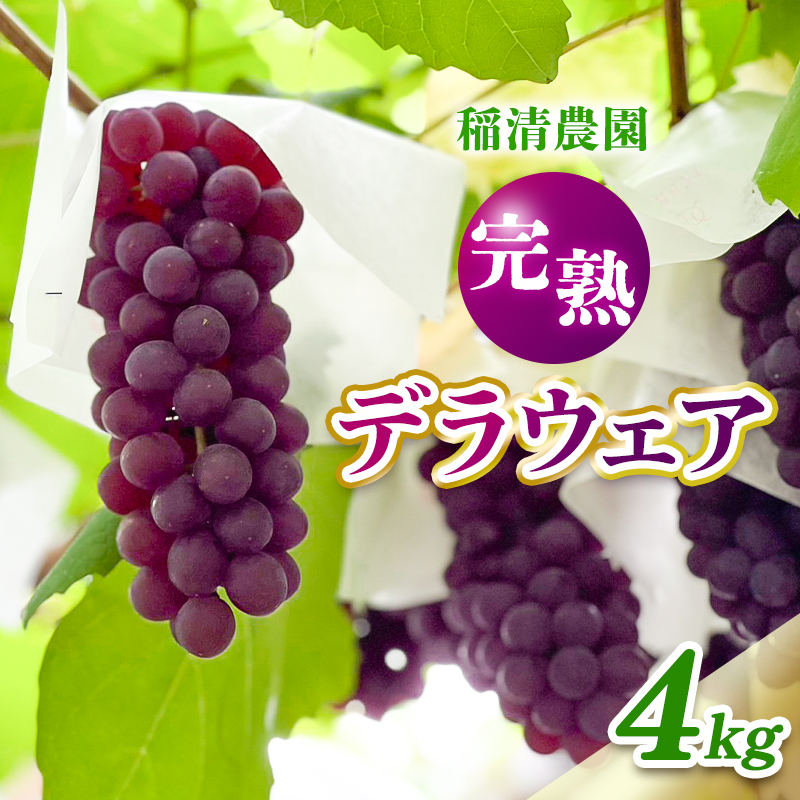 【2026年先行予約】数量限定 デラウェア4kg（20房前後）6月下旬～7月下旬発送｜特選 期間限定 ぶどう 葡萄 フルーツ 果物 くだもの 人気 贈答用 ギフト 先行予約 種なし 旬 新鮮 家庭用 