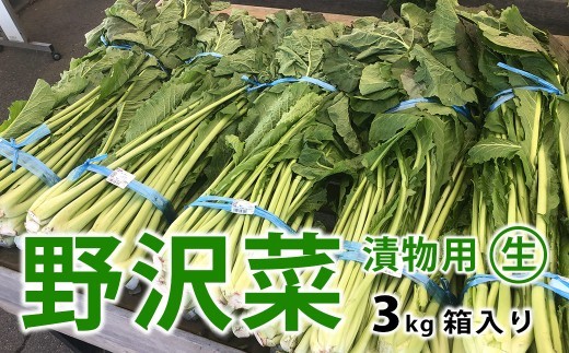 
                  信州松本市産 漬物用「生の野沢菜」3kg｜ふるさと納税 長野県 松本市 野沢菜 野菜 漬物 信州 信州名物 野沢菜漬け のざわな
                