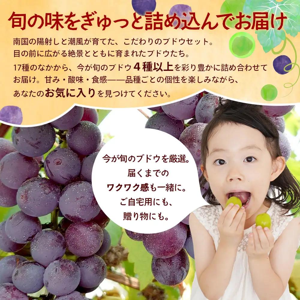 【期間限定!数量限定!】今が旬！ブドウ味くらべ約3kg (6～7房) TE710｜産地直送 旬 ブドウ 葡萄 ぶどう フルーツ 果物 くだもの 果実 食べ比べ 鹿児島県 南大隅町 有限会社ティエラ　