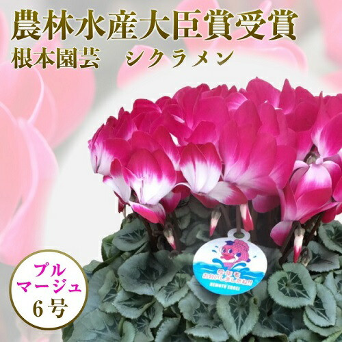 
            【先行予約】 シクラメン プルマージュ 6号鉢 | 花 お花 ガーデンシクラメン 2色 6号 花ギフト フラワーギフト 鉢花 鉢植え ギフト プレゼント 贈答 農林水産大臣賞受賞 根本園芸
          