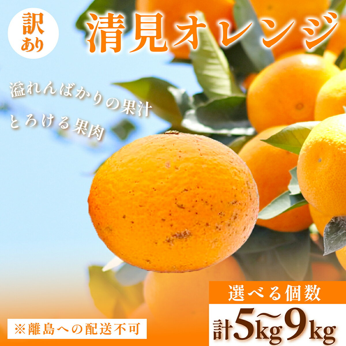 【ふるさと納税】訳あり 清見オレンジ 選べる5kg ～ 9kg ※離島への配送不可 【 ふるさと納税 人気 おすすめ ランキング 柑橘 みかん ミカン オレンジ 清見 清見オレンジ 訳あり フルーツ 果物 くだもの 旬 愛媛県産 愛媛みかん 浅野農園 愛媛県 伊方町 送料無料 】 IKTAC008