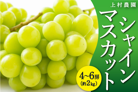 【先行予約】　上村農園 （ハウス） シャインマスカット 4房から6房 （約2kg） 【2025年7月中旬から8月上旬 出荷予定】 葡萄 ぶどう ブドウ 種無し 種なし 果物 くだもの フルーツ 果実 ハウス栽培 朝採り直送 お取り寄せ 福岡県 うきは市