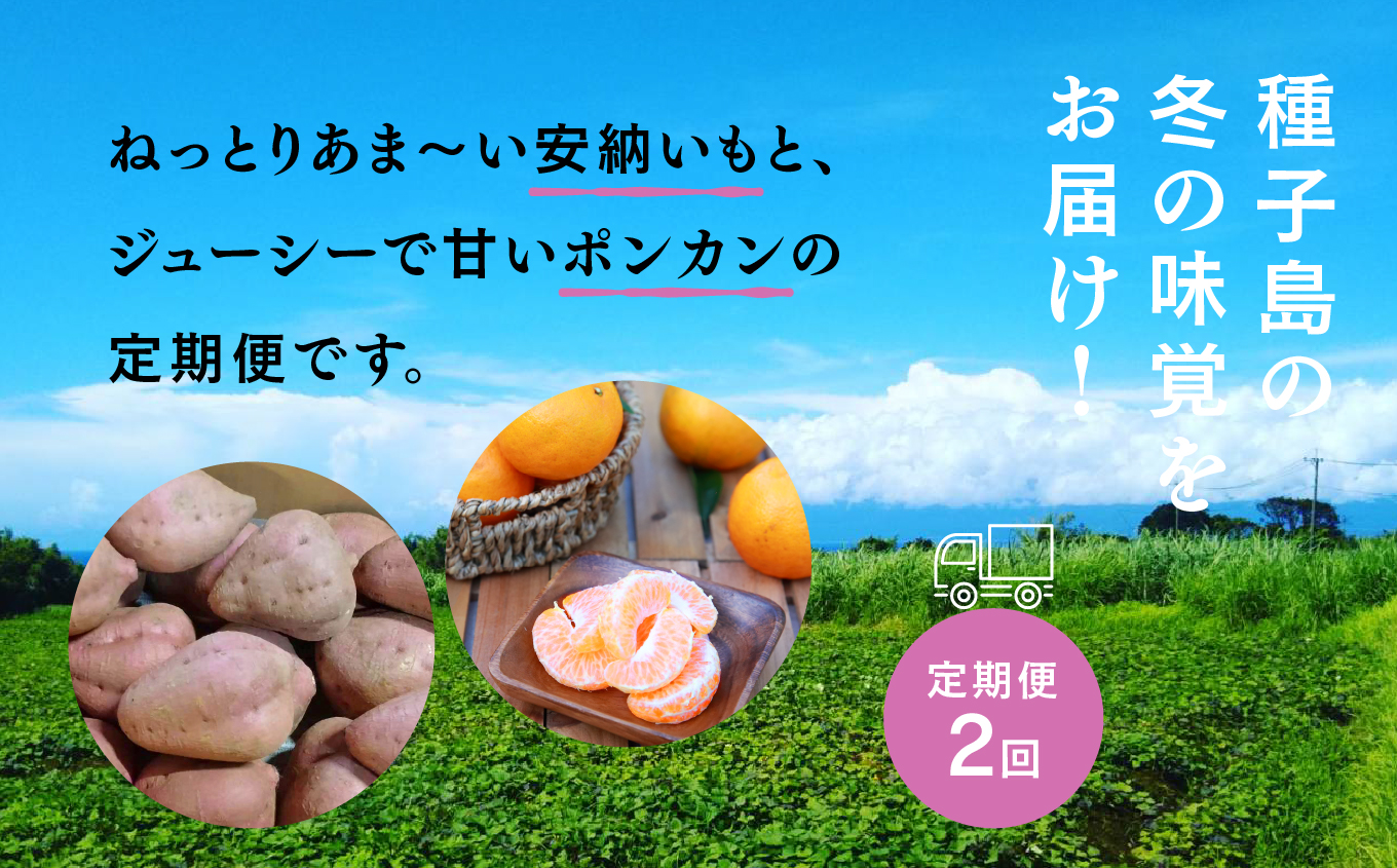 【先行予約】【定期便】 種子島 旬鮮セット 全２回 安納芋 ポンカン 人気 種子島産 返礼品 南種子町 鹿児島 かごしま 【のっちーよ種子島】