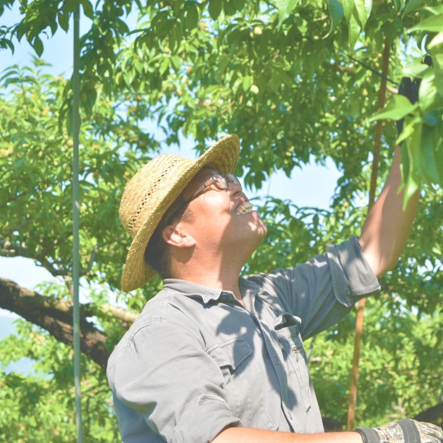 【減農薬特別栽培】笛吹市産白桃1.8kg