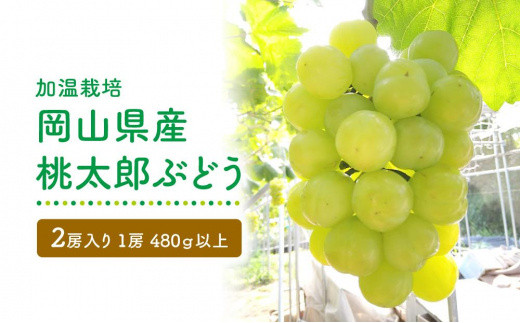 
GV05　【加温栽培】岡山県産桃太郎ぶどう2房入り（1房480ｇ以上）＜2025年発送＞
