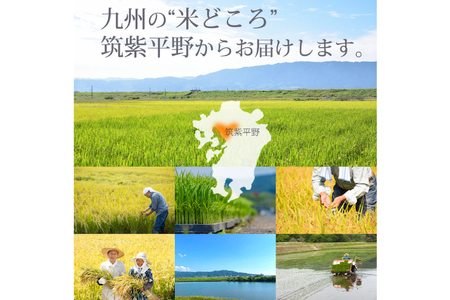 米 元気つくし 精米 5kg × 2袋 計 10kg [ビーキューブ 福岡県 筑紫野市 21760552] お米 白米 福岡県産 穀物 もちもち