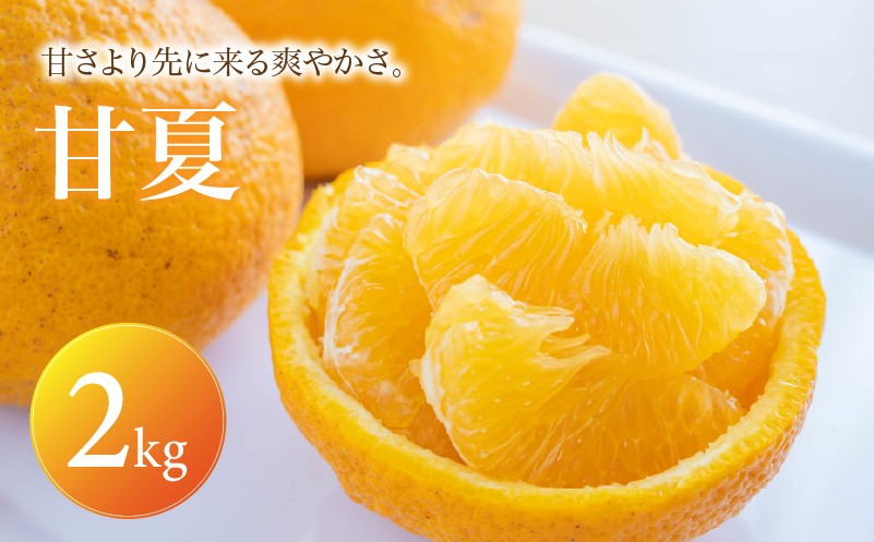 
                  【安心して選べる】 甘酸っぱい爽快感 【甘夏】 2kg 愛媛県産 【2027年3月中旬頃から順次発送】 | みかん ミカン mikan 蜜柑 訳ありフルーツ 柑橘 果物 おすすめ お勧め お取り寄せ ギフト 愛媛県 松山市
                