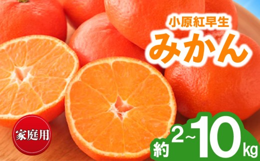 
                  先行予約 みかん 蜜柑 約2kg 3kg 5kg 10kg 小原紅早生 小原紅早生みかん 柑橘 オレンジ 果物 フルーツ 果実 旬 家庭用 11月下旬～12月下旬 配送 香川県 丸亀市
                