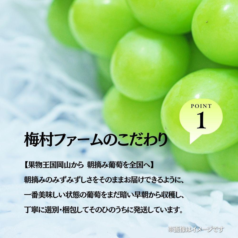 【2026年発送分 先行予約】【梅村ファーム】朝摘み直送 シャインマスカット（3～5房入り 約2.0kg）【030-a017】 3房～5房入り（合計約2.0kg）