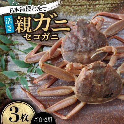 ふるさと納税 智頭町 【先行予約】【活き】日本海獲れたて親ガニ(セコガニ)3枚　※11月中旬から順次発送