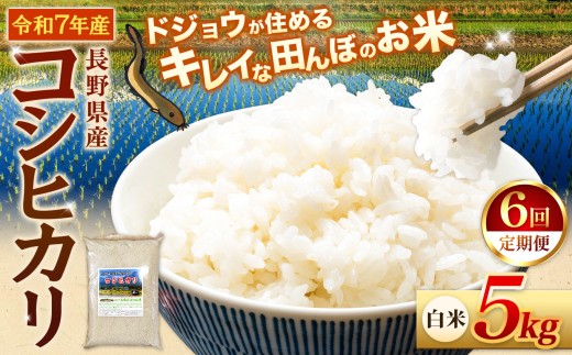 【6回定期便】≪どじょうのいる田んぼのお米≫ コシヒカリ 信州安曇野松川村産｜白米 5kg 定期 6回 有機肥料 低農薬 自然栽培 安曇野米 ごはん ライス 長野県 松川村 送料無料 国産米 産地直送 農家直送 新米対応