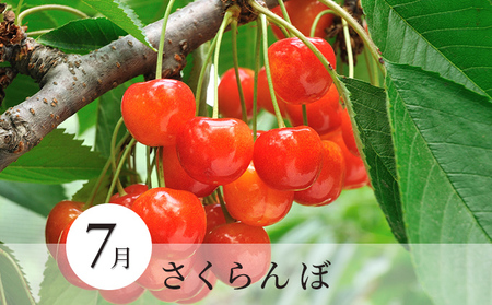 2026年産フルーツ 先行予約 定期便 3ヶ月 長野 季節のフルーツ さくらんぼ チェリー 桃 シャインマスカット ぶどう シャイン マスカット 果物 長野県 長野市 定期 お楽しみ 3回 長野県長野