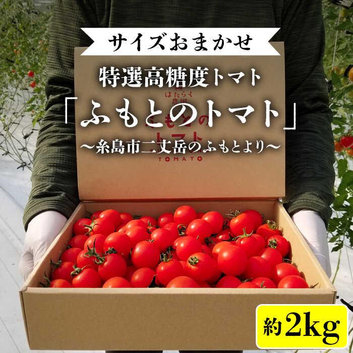 【ふるさと納税】【ふもとのトマト】 サイズ おまかせ 約1.8kg （ 専用箱入り ） 糸島市 / 株式会社 さいかい [AFL002] 9000円 常温