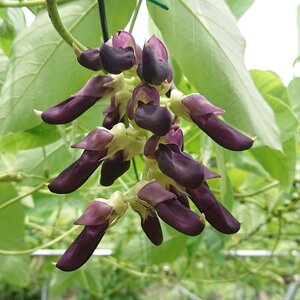 ムクナ豆 焙煎茶 60g×2パック 合計40包 ムクナ豆茶 ムクナ豆 お茶 茶 ティーパック 八升豆茶