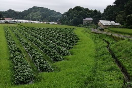 紅はるか 3kg 農薬 化学肥料 不使用 さつまいも 芋 いも サツマイモ 高知県産 甘い 詰め合わせ