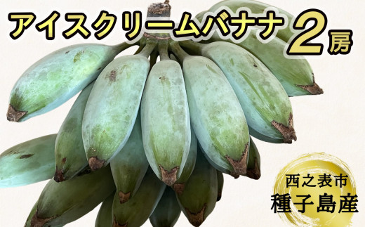 種子島 産 園田バナナ園 アイスクリームバナナ ( 島バナナ )　2房　NFN493【450pt】 // 国産バナナ 露地物 希少 珍しい バナナベルト地帯 露地栽培 北緯30度 オリジナルバナナ箱 やわらかい果肉 口の中でとろける 甘いバナナ デザート 天然のデザート