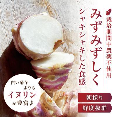 ふるさと納税 宮城県 【宮城県産】紅菊芋5kgセット(1kg×5袋) 生きくいも 西根の森|太良衛門 |  | 01