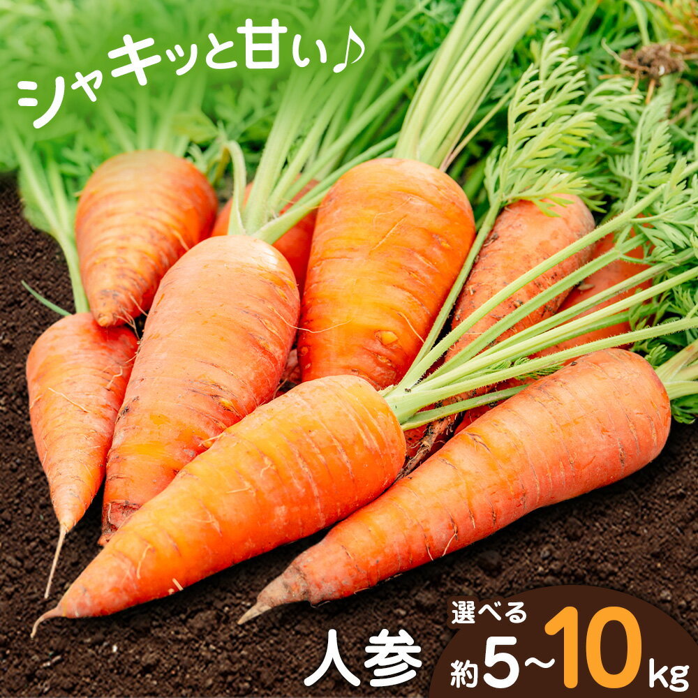 【ふるさと納税】【先行予約】人参 選べる内容量 約5kg (17-33本) 約10kg (35-65本) 日本フルーツ株式会社《2026年4月上旬-6月上旬頃出荷》熊本県 菊池市 にんじん ニンジン 野菜 熊本県産