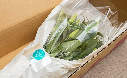 ユリ専門＜深花園＞観賞用ゆり オリエンタルリリー ピンク 3～4輪20本  植物 フラワー 花 F23R-508