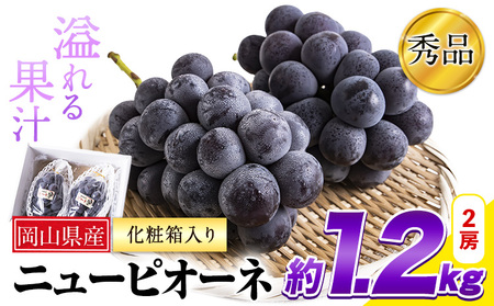 秀品 ニューピオーネ 約1.2kg《9月中旬-11月上旬頃出荷(土日祝除く)》｜ピオーネピオーネピオーネ