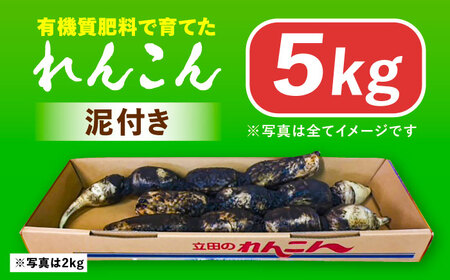 ＼毎年10月より順次発送／れんこん 5kg 土付き鍬掘り レンコン 蓮根 産地直送 愛西市 / 山三レンコン [AEBK002]