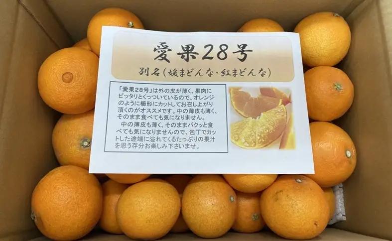 【2026年先行予約】訳あり 愛果28号 5kg ご家庭用 【2026年11月下旬以降発送予定】 紅まどんなと同一品種 みかん 愛媛 人気 数量限定 柑橘 伊予市｜B148