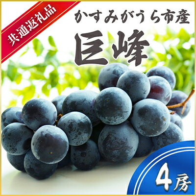 【ふるさと納税】【2025年7月より順次発送予定】巨峰　4房(県内共通返礼品:かすみがうら市産)【配送不可地域：離島・沖縄県】 (BR056)
