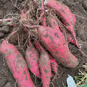 熟成紅はるか　切り落とし干し芋2.0kg　はづっこ【干し芋 紅はるか 熟成 茨城県 阿見町 25000円以内】（56-20）