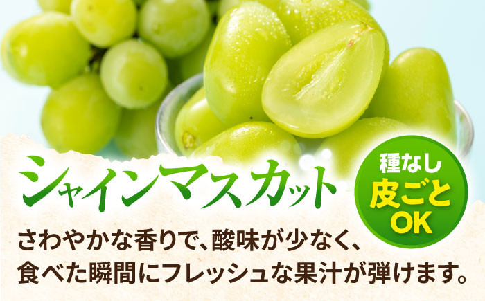 ぶどう マスカット ブドウ フルーツ デザート 産地直送 旬 新鮮 ますかっと