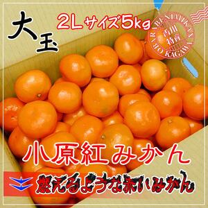 先行予約 小原紅早生みかん 約5kg 2Lサイズ 香川県産みかん