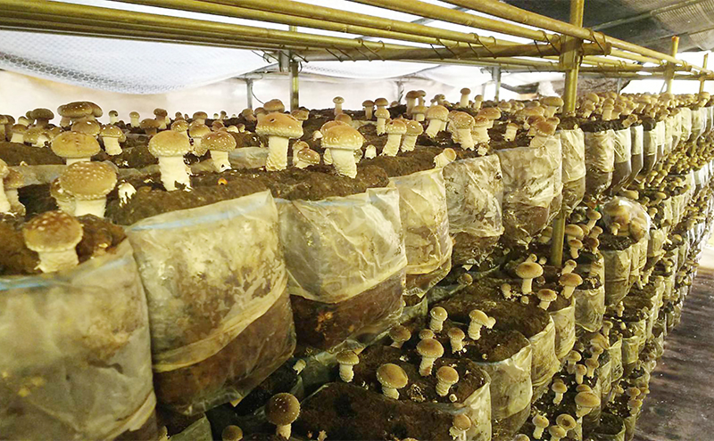 赤目滝清流で栽培した肉厚しいたけ（菌床）800g　椎茸　三重県産