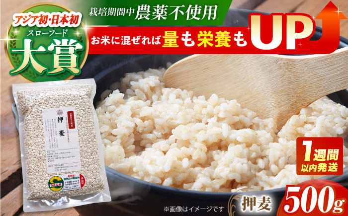 
【栽培期間中農薬不使用】押麦 500g＜1等麦使用＞江北町産 サチホゴールデン【葦農】[HAJ011]
