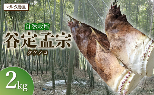 【令和9年産先行予約】 自然栽培 谷定孟宗（タケノコ） 2kg 山形県鶴岡市産 マルタ農園 | 筍 竹の子 たけのこ 春の味覚 産地直送 国産 お取り寄せ