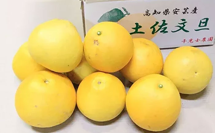 【先行予約】 千光士農園の土佐文旦 約5kg 家庭用 〈2026年2月中旬より発送〉 / 文旦 ぶんたん ブンタン 土佐文旦 柑橘 果物 フルーツ デザート 春 期間限定 季節限定 土佐 高知 【株式