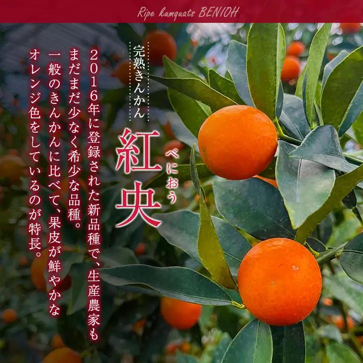 訳あり 先行予約 完熟 きんかん 紅央 計3kg以上 傷み補償分入り フルーツ 果物_BAV7-25