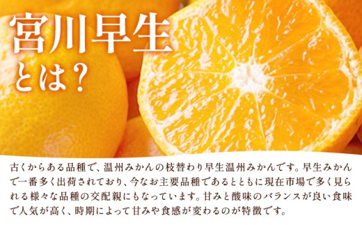 小玉 宮川早生みかん 訳あり 約10kg (サイズおまかせ) うえやまファーム《2026年11月下旬-2027年1月上旬頃出荷》 和歌山県 日高川町 旬 新鮮 果物 柑橘 フルーツ 国産 送料無料 ミ