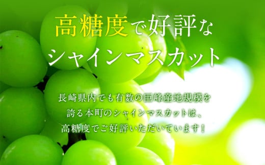 長崎県産 シャインマスカット 約1.5kg ぶどう フルーツ【2026年8月下旬-9月下旬迄順次発送予定】