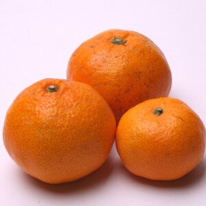 家庭用 蔵出しみかん5kg+250g(傷み補償分)【光センサー選果】【訳あり・わけあり】【配送不可地域：離島・北海道・沖縄県】【1313722】