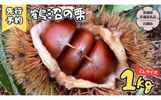 【2024年9月上旬発送開始】鶴沼 の 栗 1kg (茨城県共通返礼品／石岡市) 和栗 国産栗 くり 栗 生栗 オーガニック肥料 果じゅまる園 [DQ001sa]