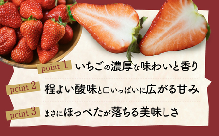 紅ほっぺ 8～15粒 2シート 1月中お届け イチゴ いちご 苺 果物 くだもの フルーツ お陽様農園 先行受付 お取り寄せ 田原市 渥美半島 産地直送 送料無料 事前予約 いちご イチゴ 苺 いちご
